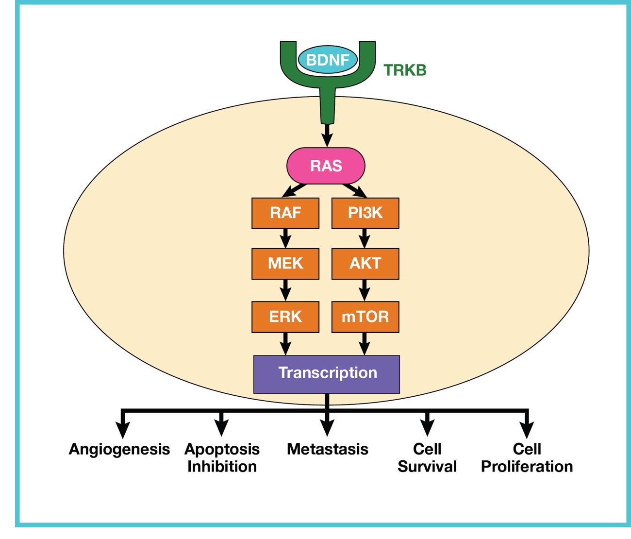 TRKB inhibitor diagram