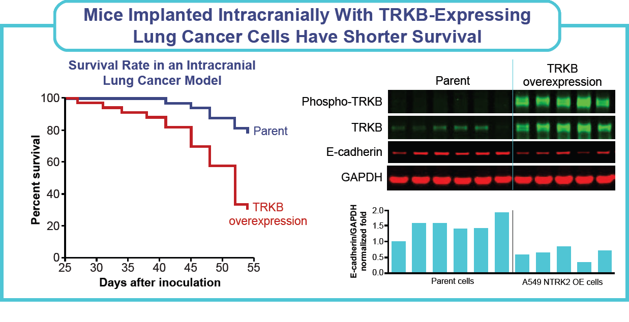 Figure: mice implanted intracranially with TRKB-expressing lung cancer cells have shorter survival