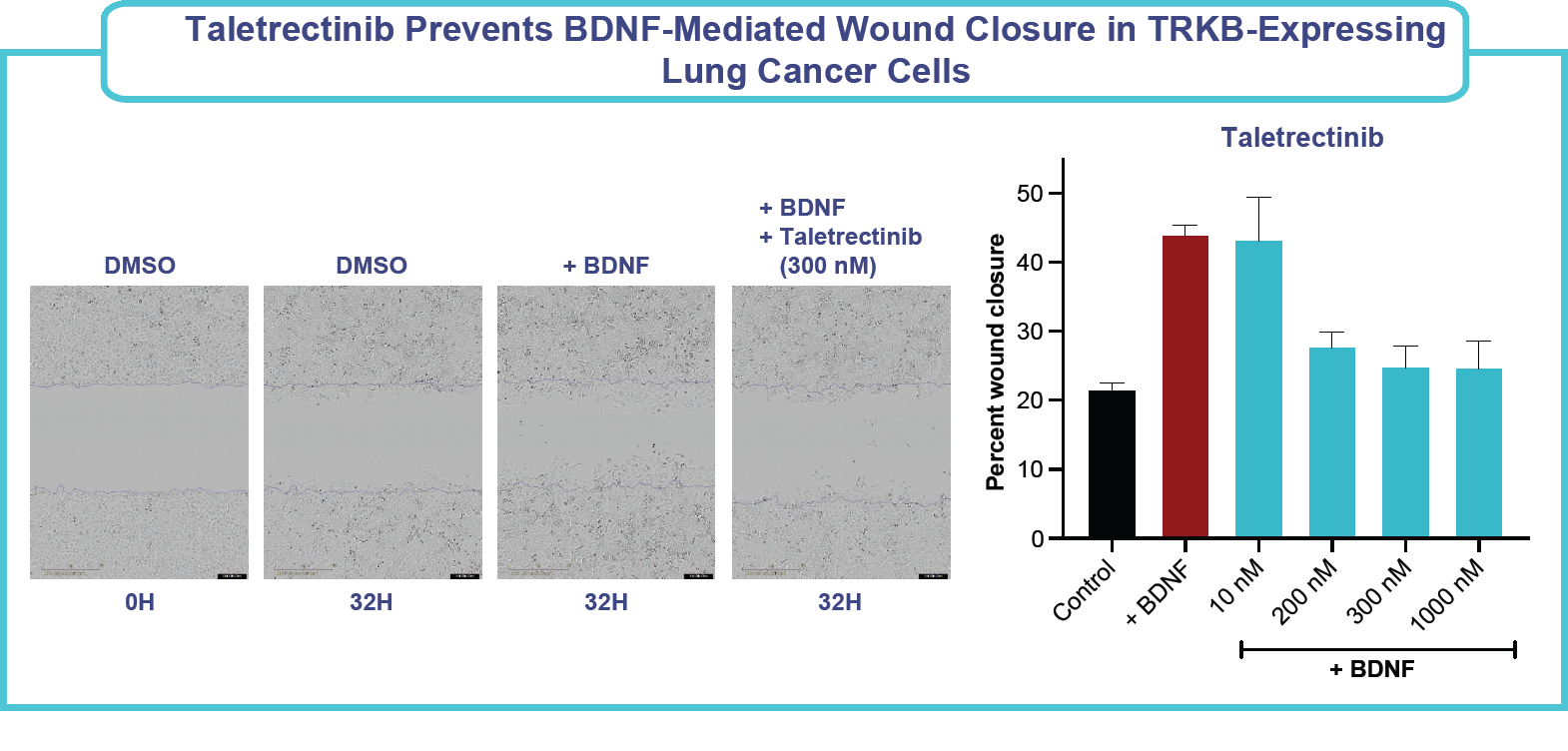 Figure: Taletrectinib prevents BDNF-mediated wound closure in TRKB-expressing lung cancer cells