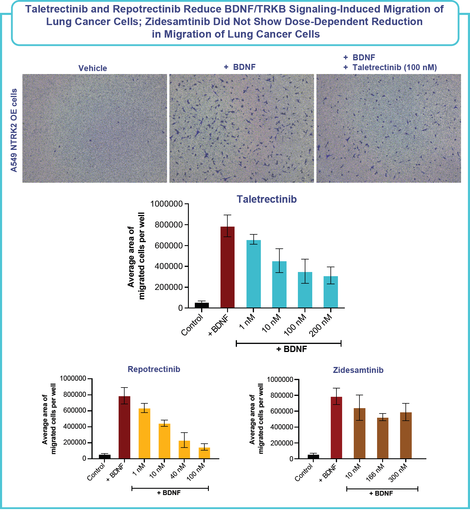 Figure: Taletrectinib and repotrectinib reduce BDNF/TRKB signalling-induced migration of lung cancer cells; Zidesamtinib did not show dose-dependent reduction in migration of lung cancer cells