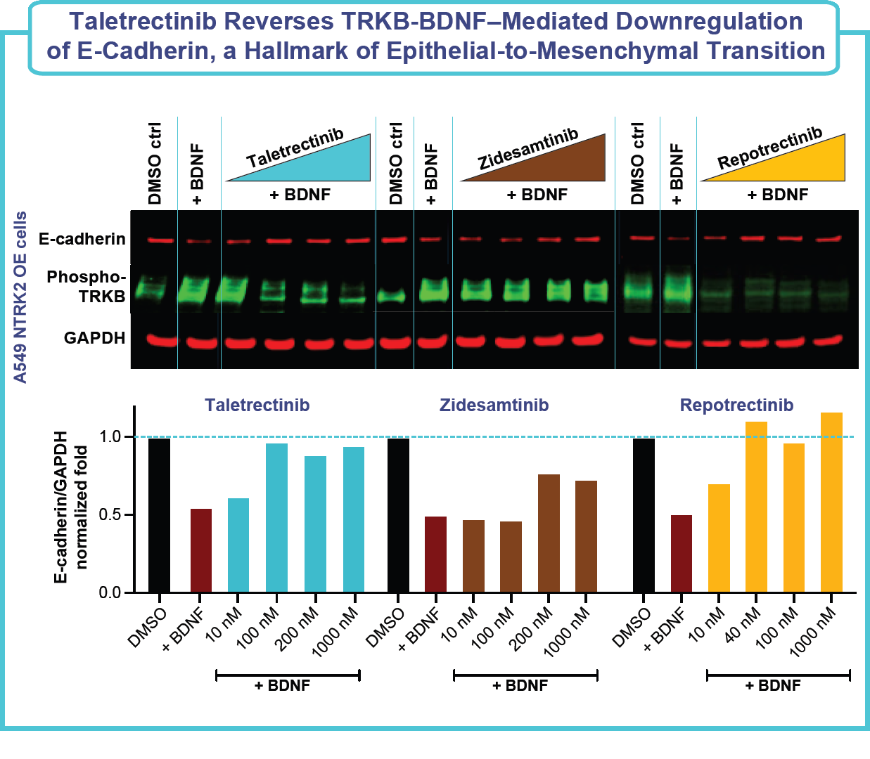 Figure: Taletrectinib reverses TRKB-BDNF-mediated downregulation of e-cadherin, a hallmark of epithelial-to-mesenchymal transition